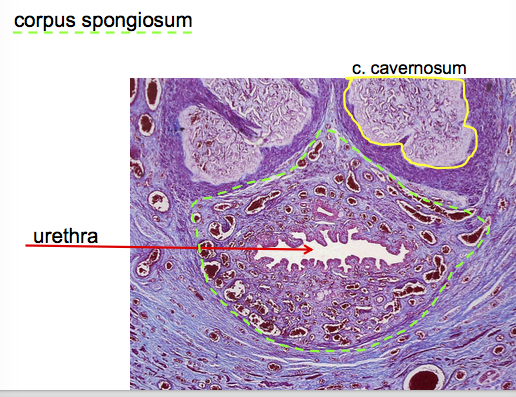 corpus spongiosum histology