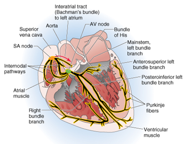 internodal pathways