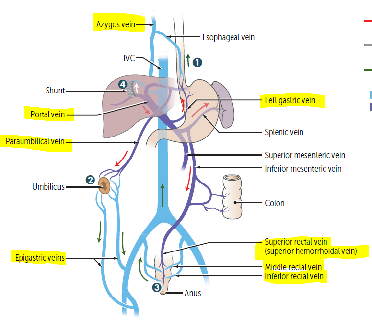 left gastric vein esophageal varices