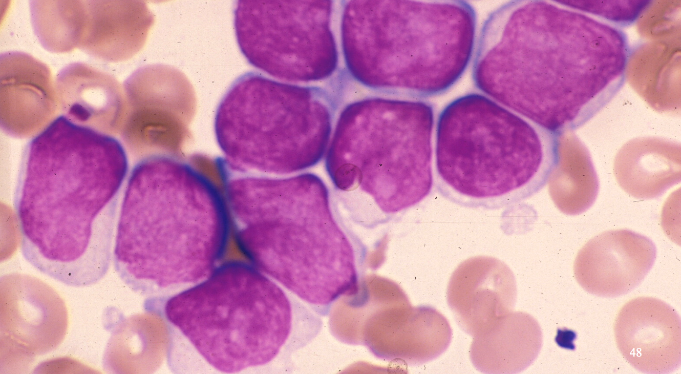 Microanatomy Flashcards Memorang