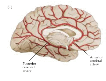 Neuroscience Flashcards | Memorang