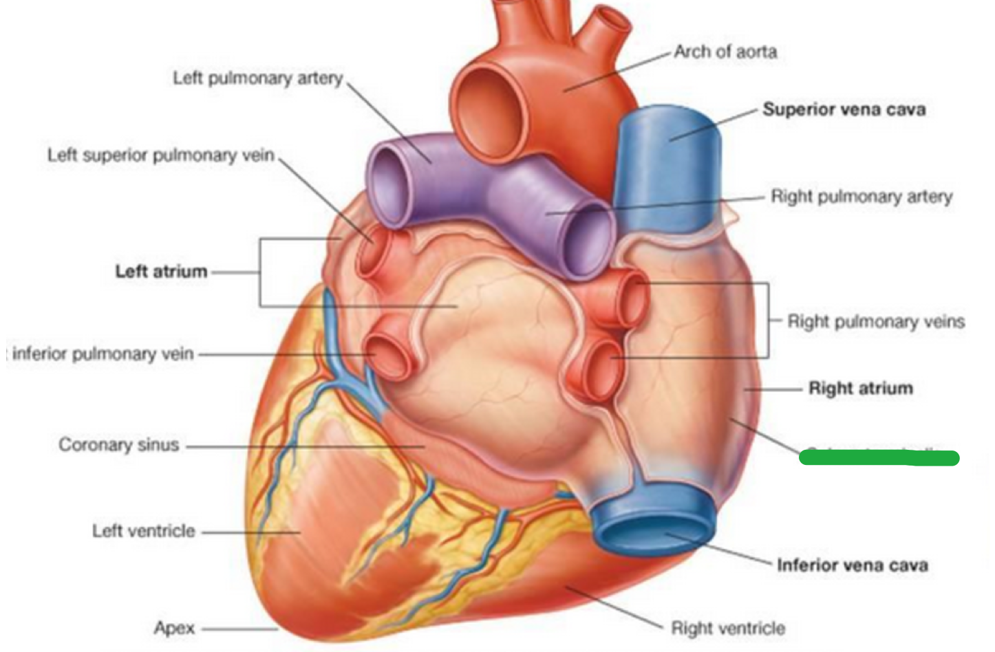 Sulcus Terminalis Heart