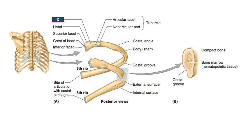Diagram Of The Typical Rib