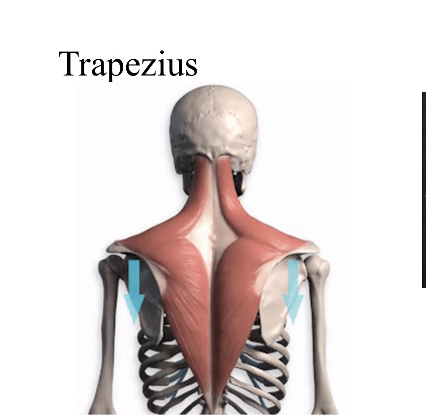Thorax / Back & Chest muscles Flashcards Memorang