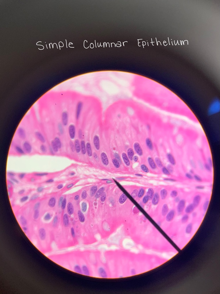 Cells anatomy 1 connective and epithelium Flashcards | Memorang