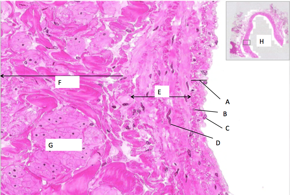 Histology Flashcards | Memorang