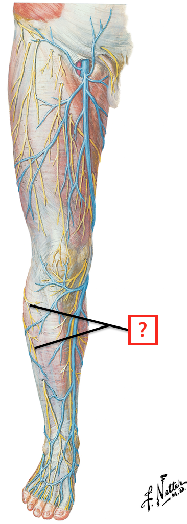 Netter Lower Extremity Veins Of The Leg Netter. Veins And Nerve Injuries Of The Lower Limb