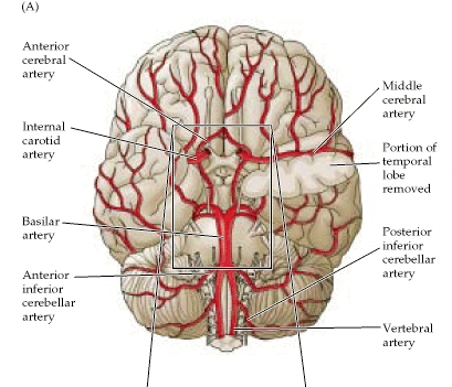 Neuroscience Flashcards | Memorang