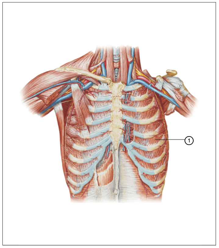 Surface anatomy thorax Flashcards