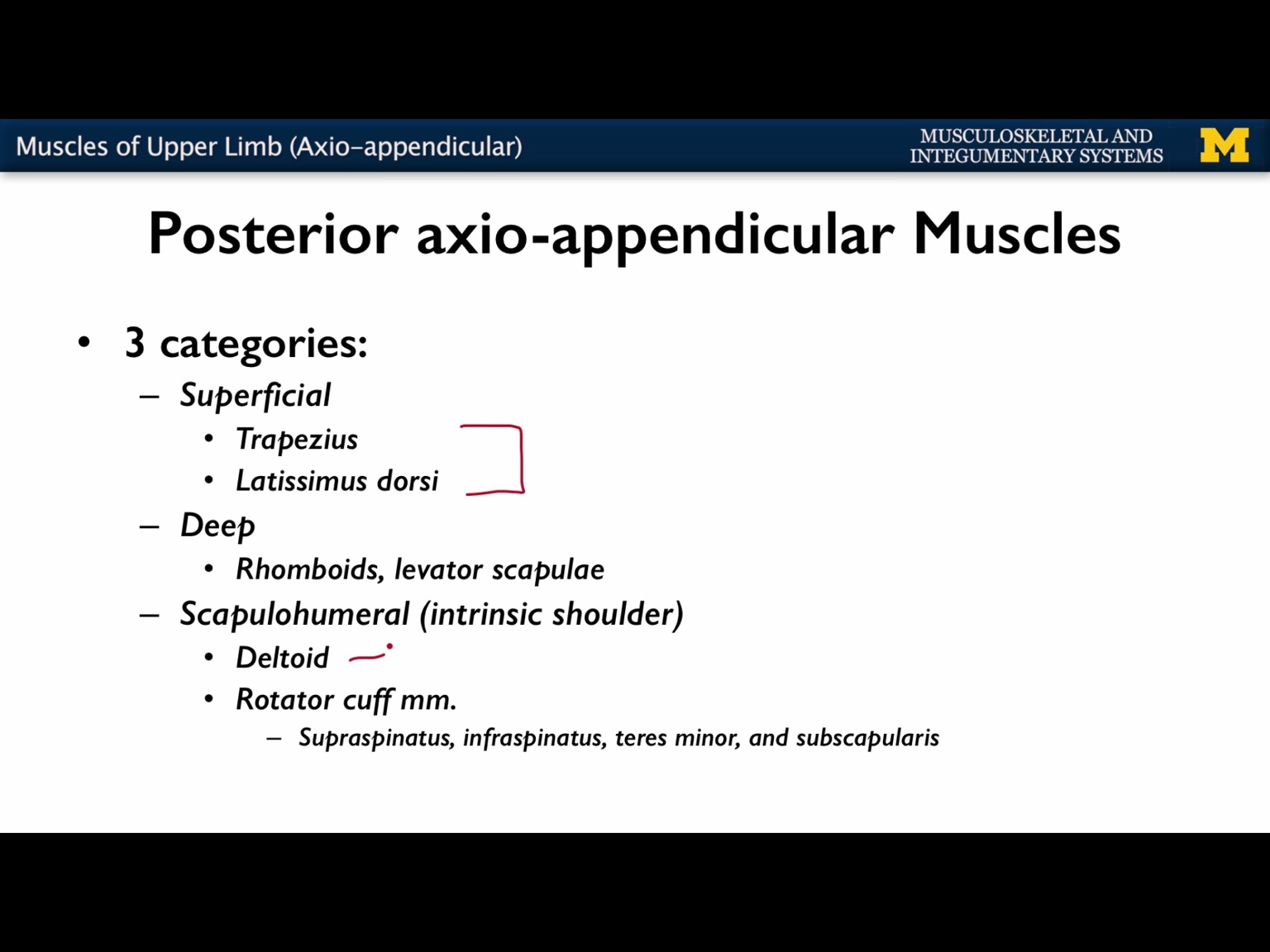 Muscle of the upper limb Flashcards