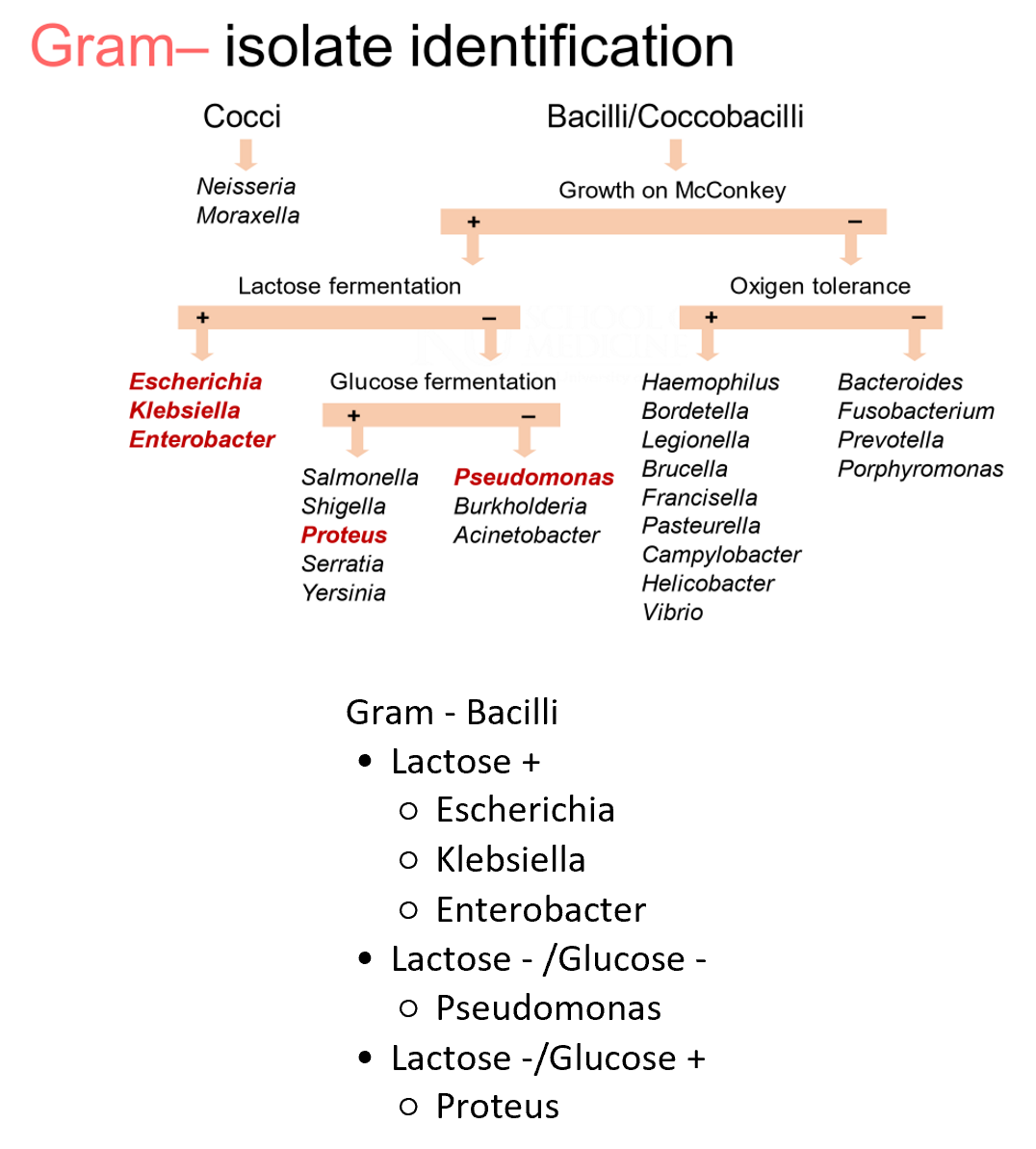 Gram negative cocci flow chart