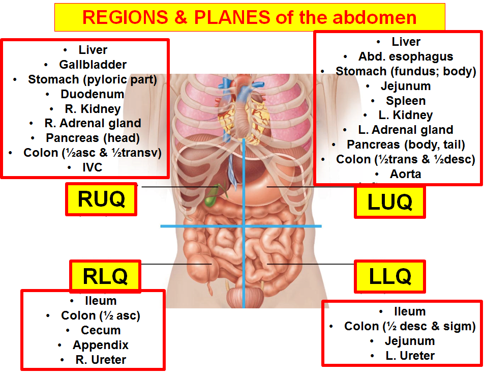 Regions and Planes of the Abdomen