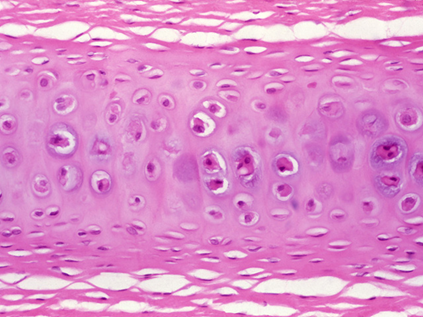 histology identification Flashcards | Memorang