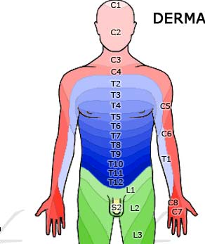 Pancreas Flashcards | Memorang