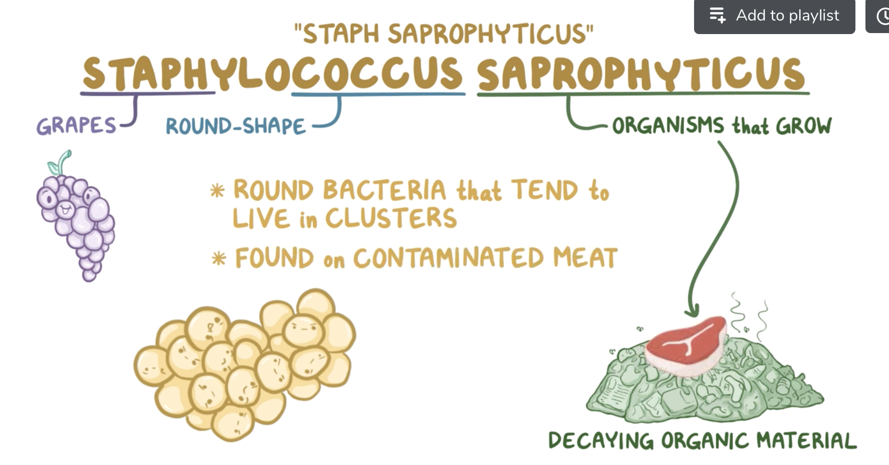 Staphylococcus Saprophyticus