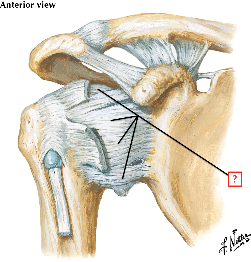 Glenohumeral Joint Ligaments