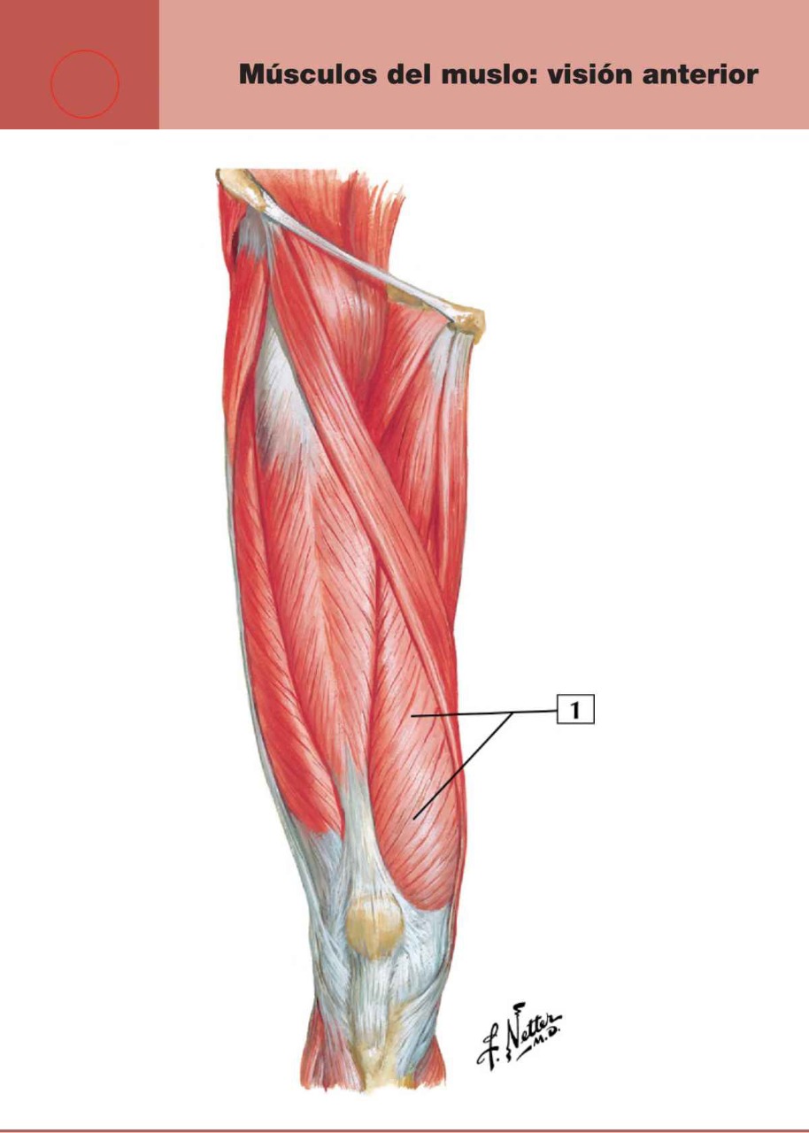Músculos del Muslo Flashcards | Memorang, image size:914x1280
