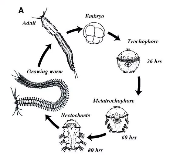 Phylum Annelida -- Polychaeta Flashcards