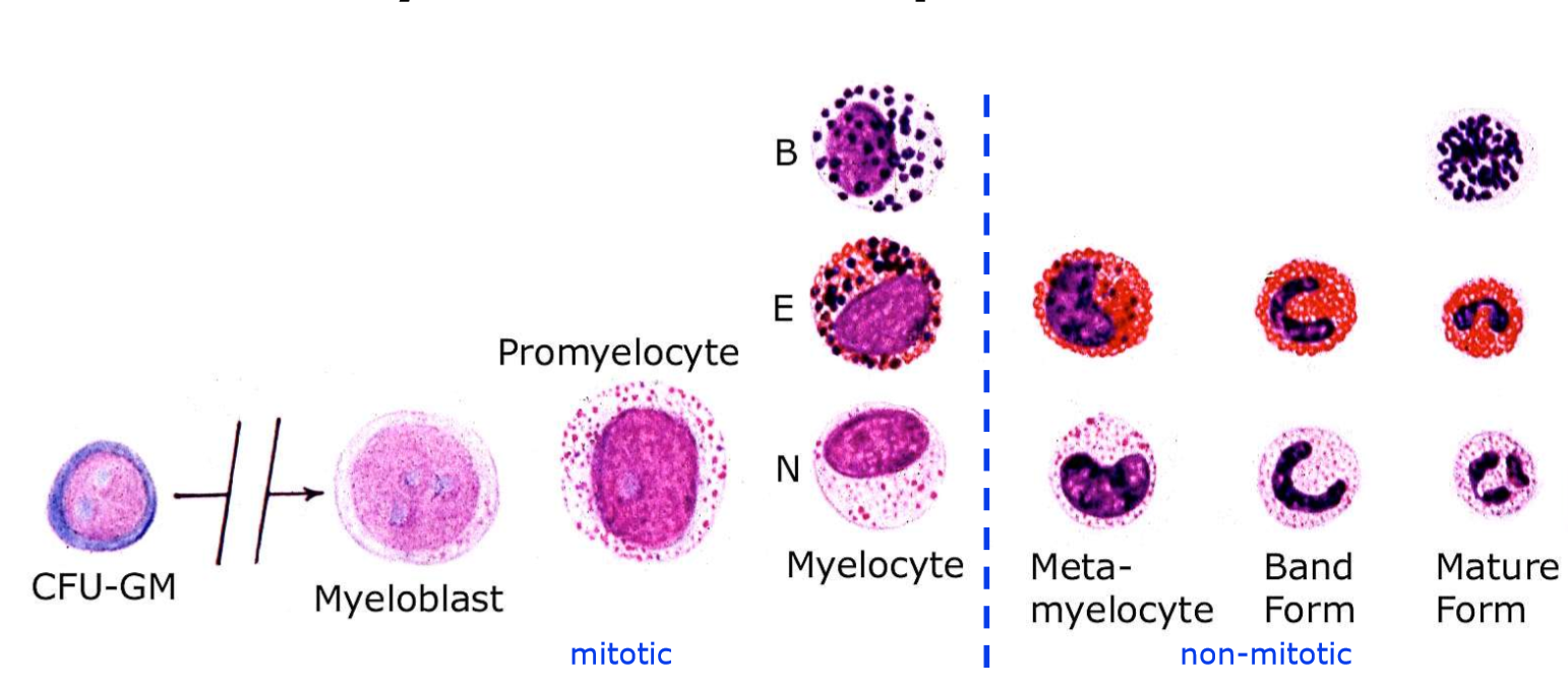 Hematopoeisis Flashcards | Memorang