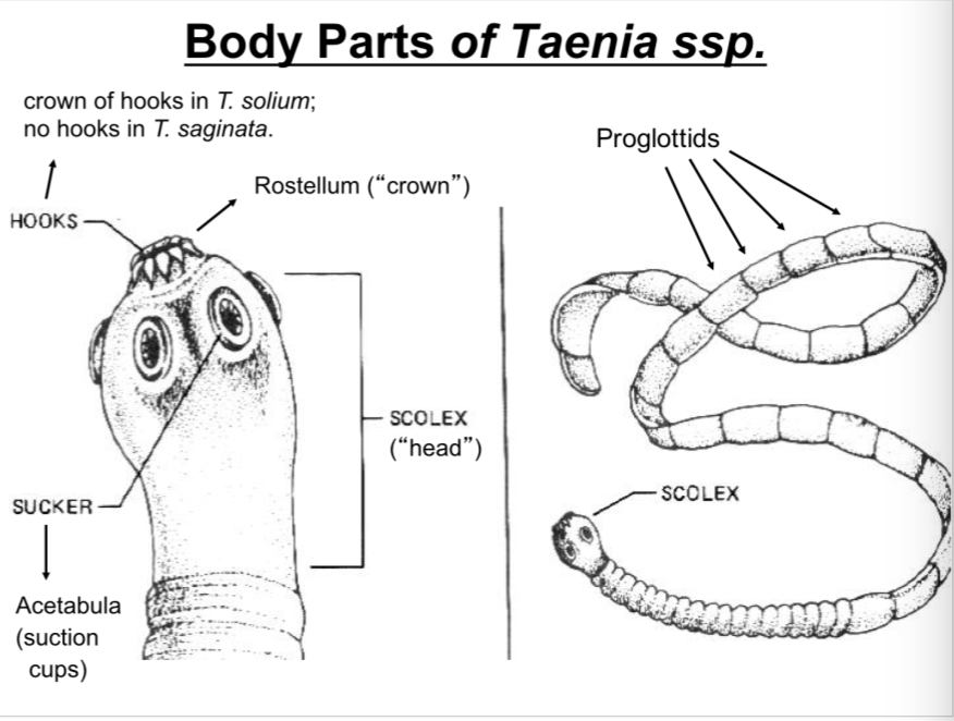 taenia solium scolex parts